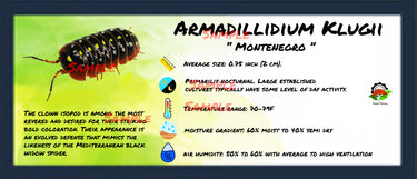 Armadillidium Klugii Montenegro Isopod Bin Label